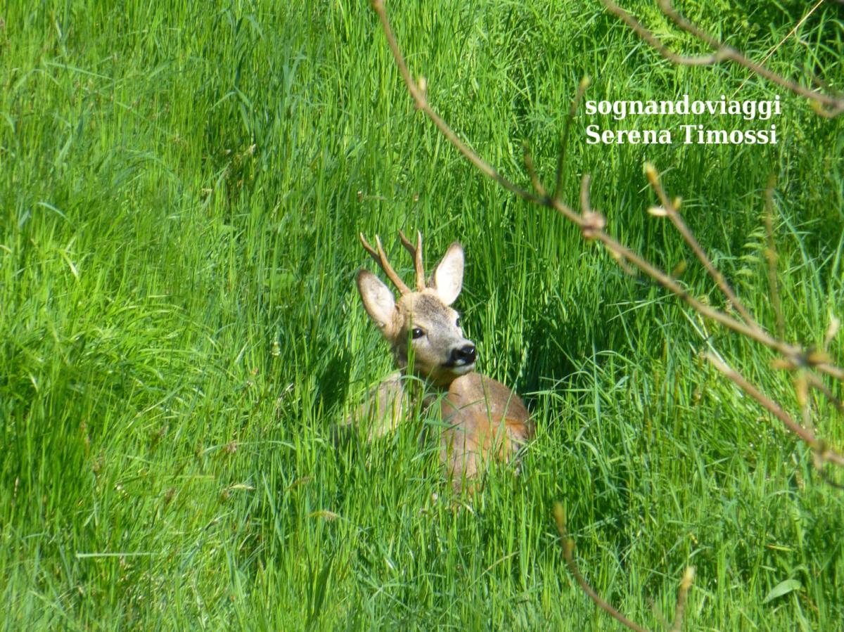 Cascata del serpente