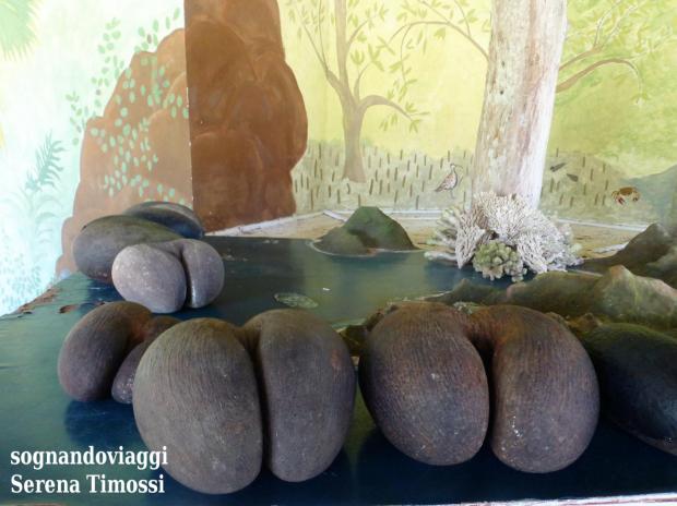 coco de mer seychelles