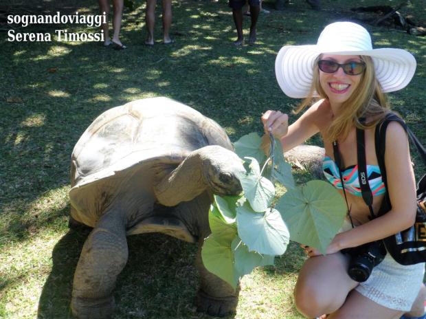 tartarughe curieuse seychelles