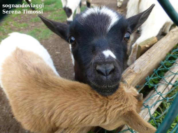 villa duchessa di galliera caprette