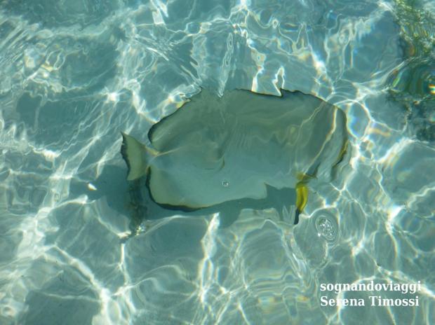 anse source d'argent