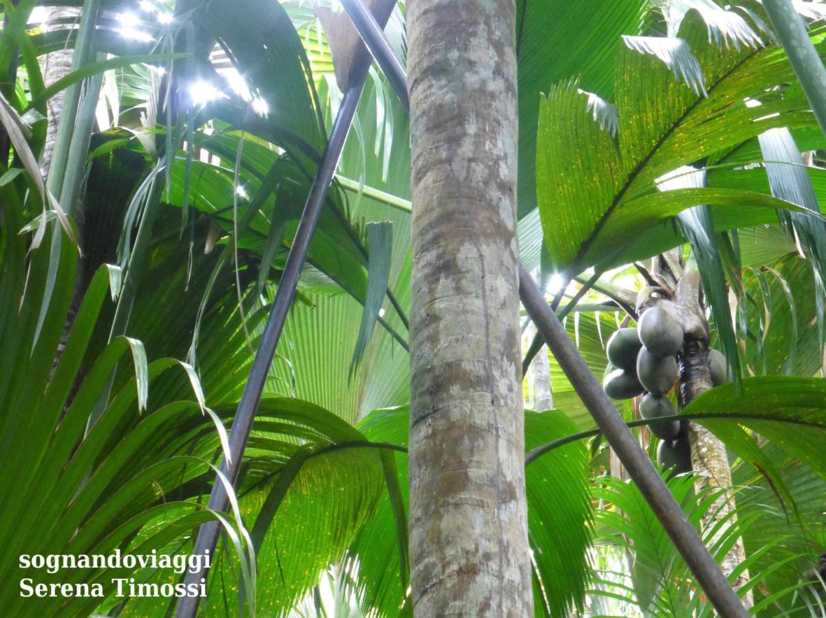 vallée de mai seychelles