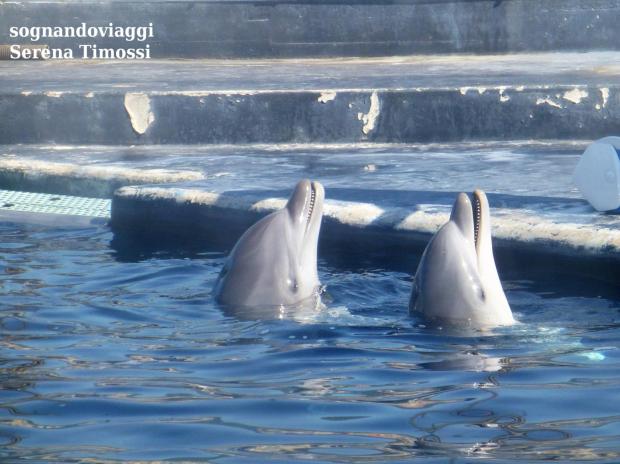 acquario di genova delfini