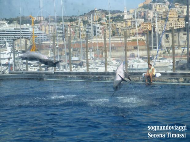 acquario di genova-delfini