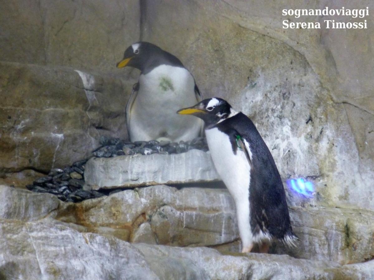 pinguini acquario genova