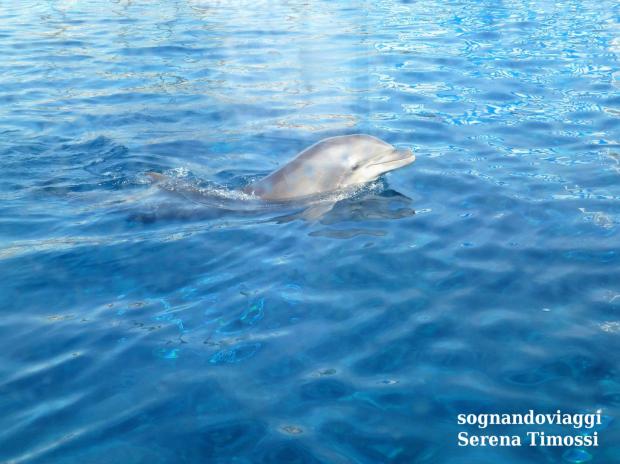 delfini acquario-di-genova