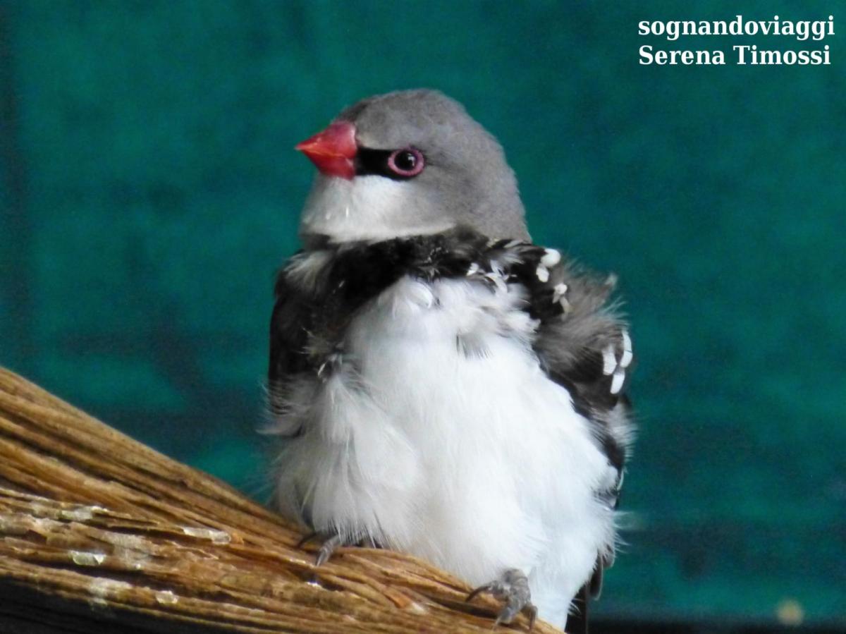 giardino tropicale battito d'ali