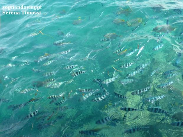 sainte anne seychelles