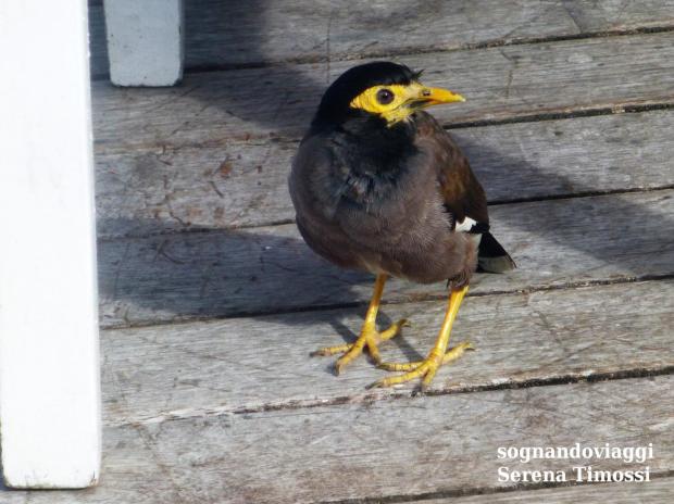 seychelles sainte anne
