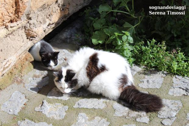 gatti civita di bagnoregio