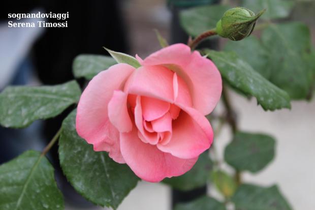 rosa rosa euroflora nervi