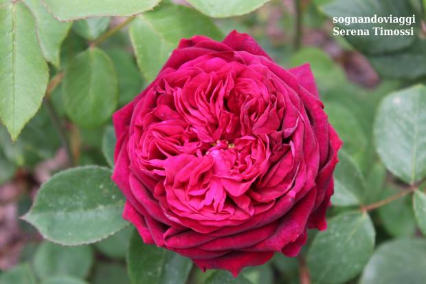 rosa rossa euroflora