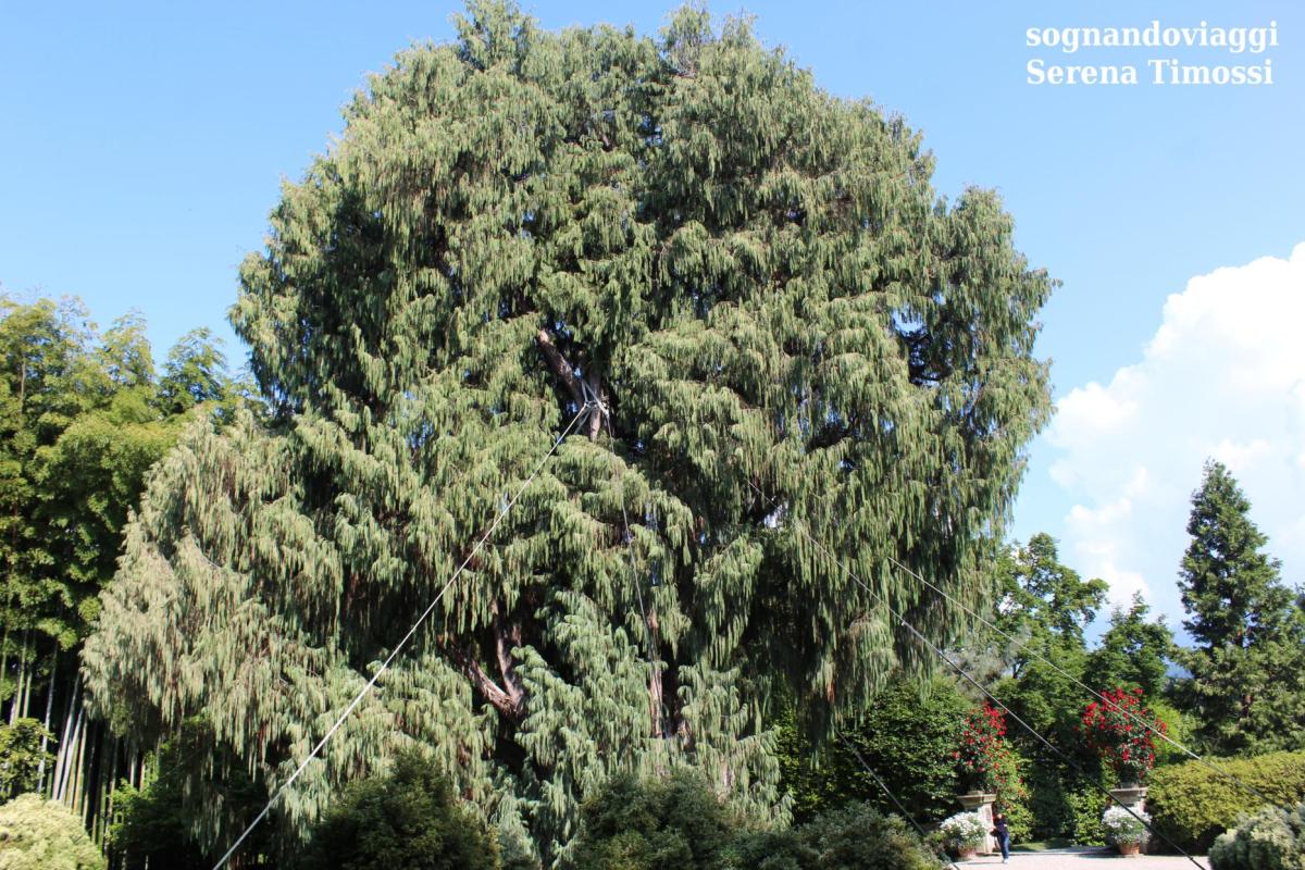 cipresso del cashmir