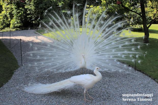 isole borromee pavoni bianchi