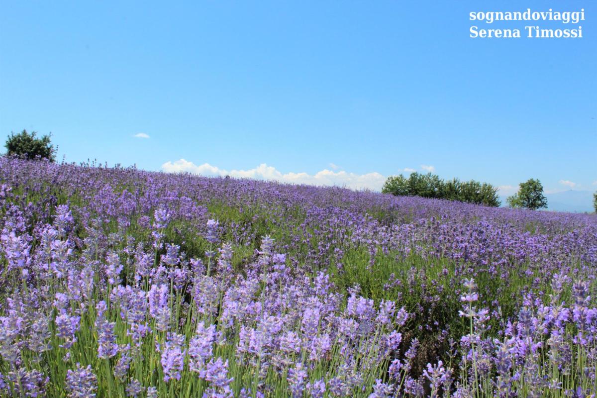 lavanda sale san giovanni