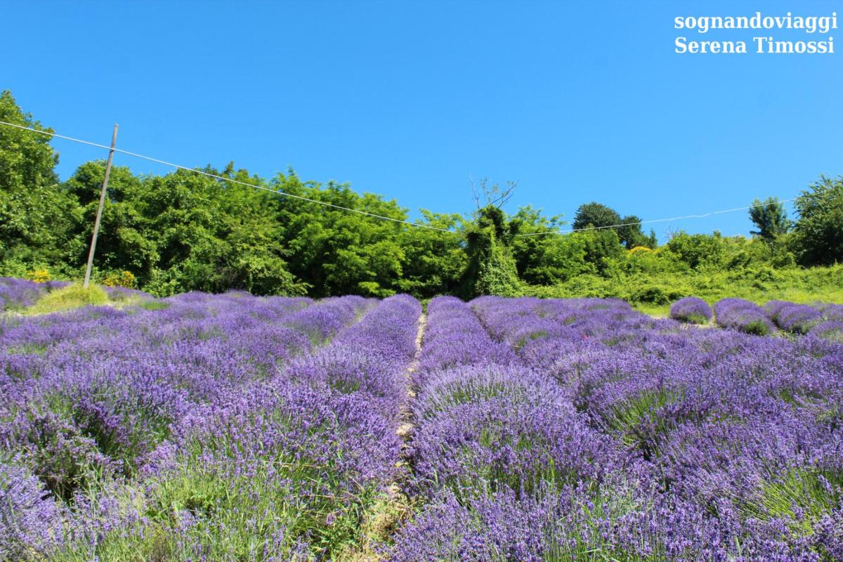 lavanda sale san giovanni