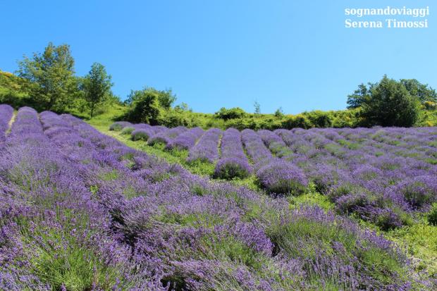 lavanda sale san giovanni