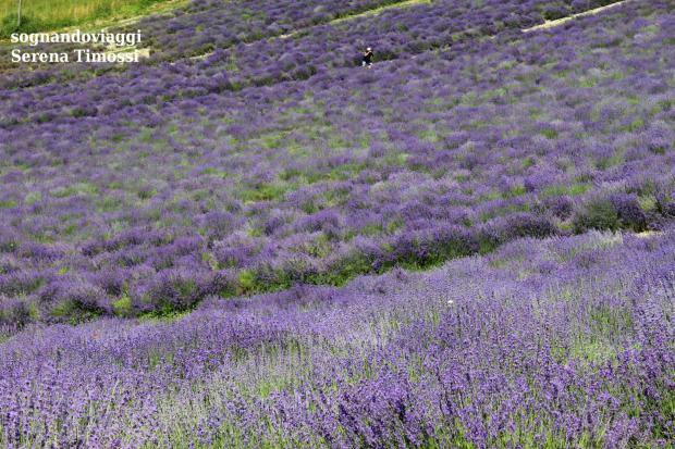 lavanda sale san giovanni