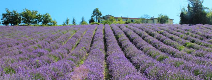 lavanda sale san giovanni