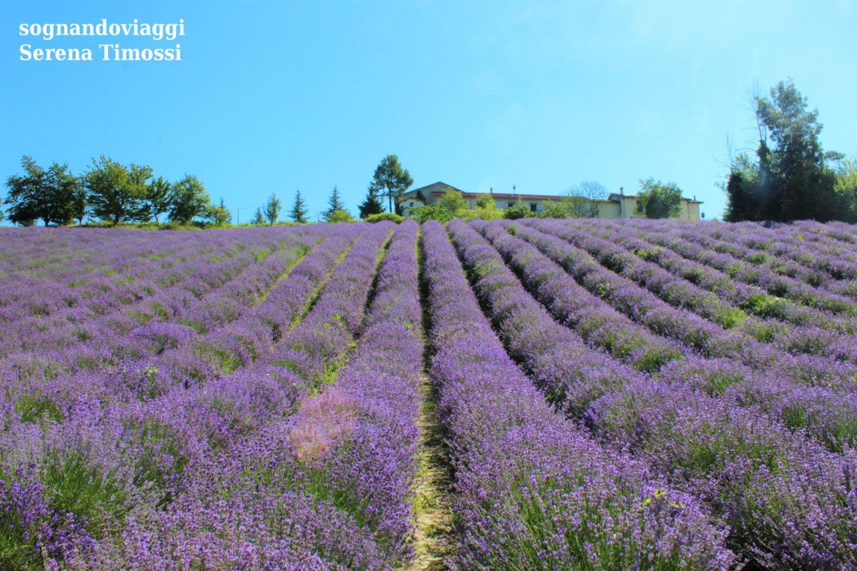 lavanda sale san giovanni