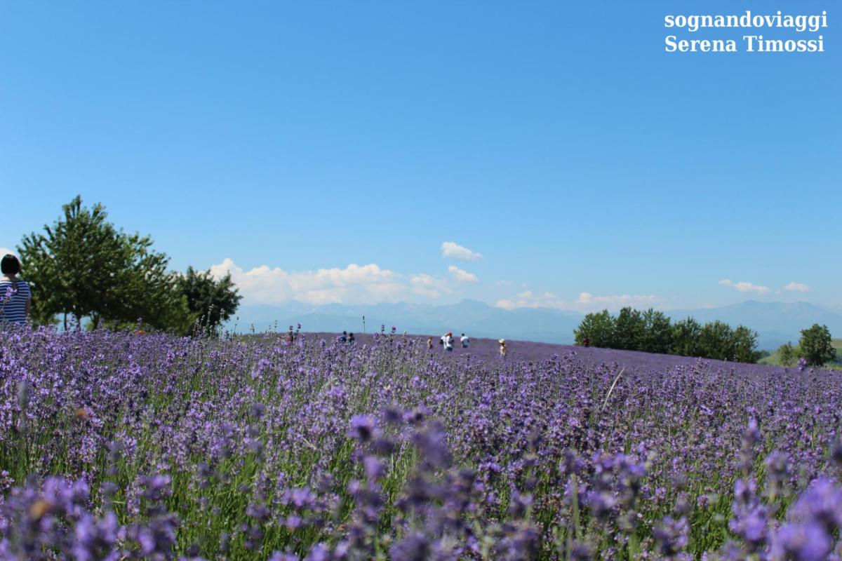 lavanda sale san giovanni