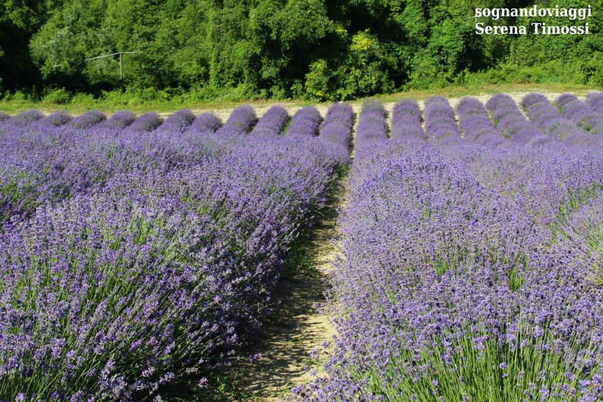 lavanda sale san giovanni