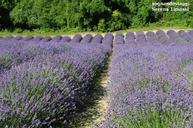 lavanda sale san giovanni