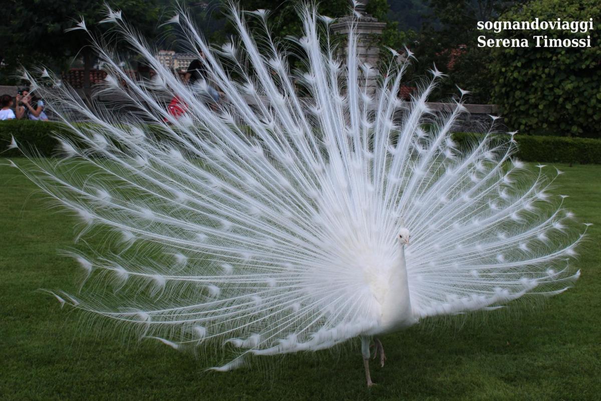 pavone bianco isola bella