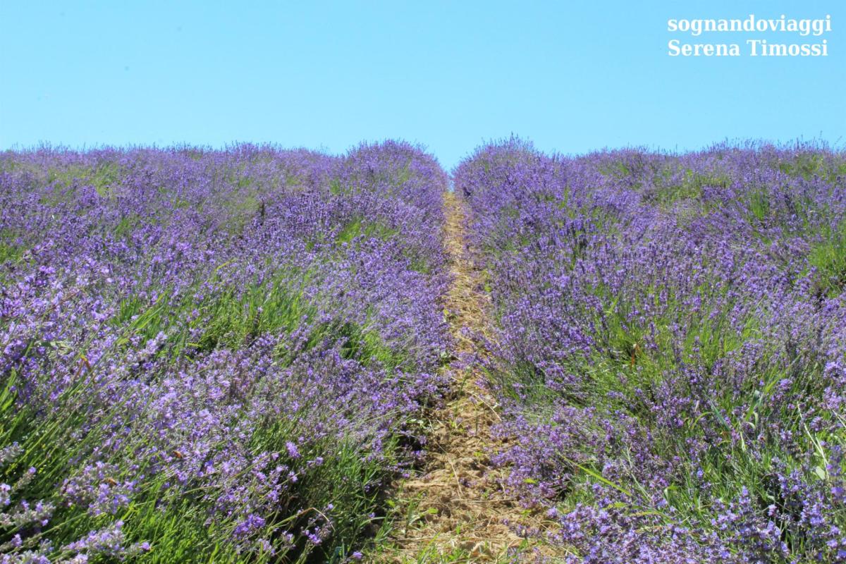 lavanda sale san giovanni