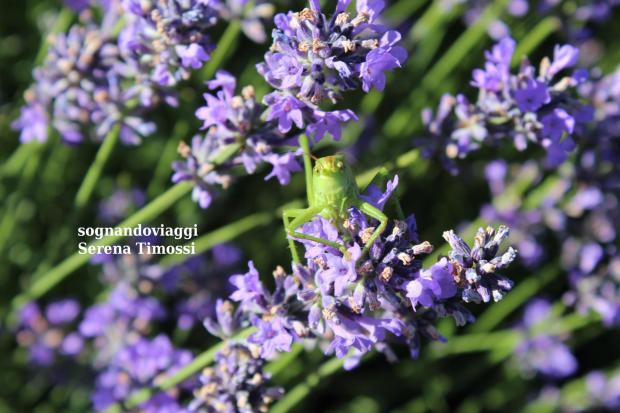 lavanda sale san giovanni
