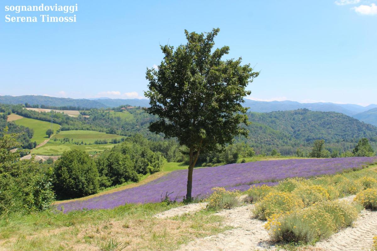 lavanda sale san giovanni