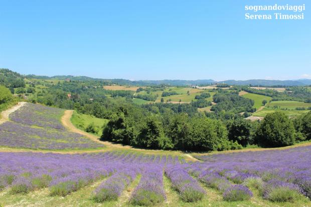 lavanda sale san giovanni