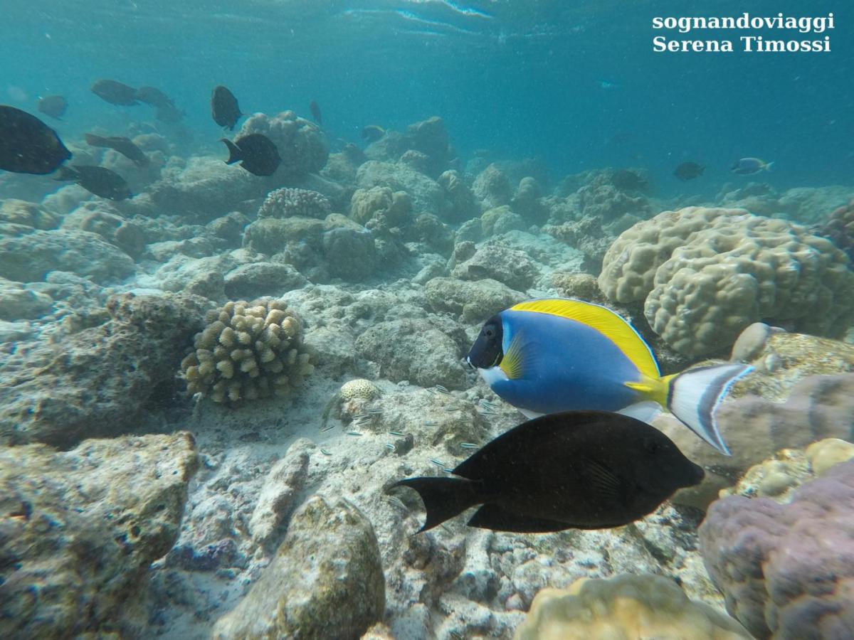 snorkeling maldive