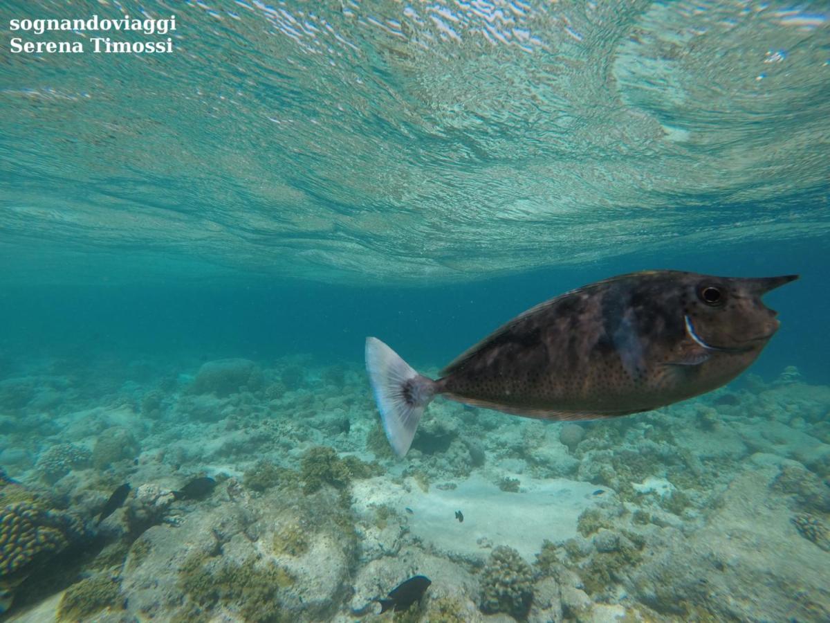 pesco col naso maldive