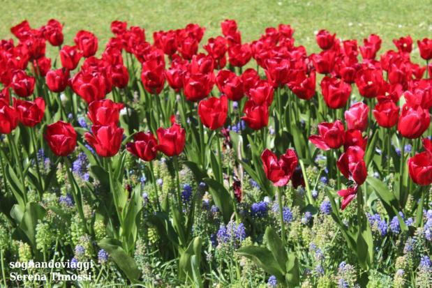 fioritura tulipani sigurtà