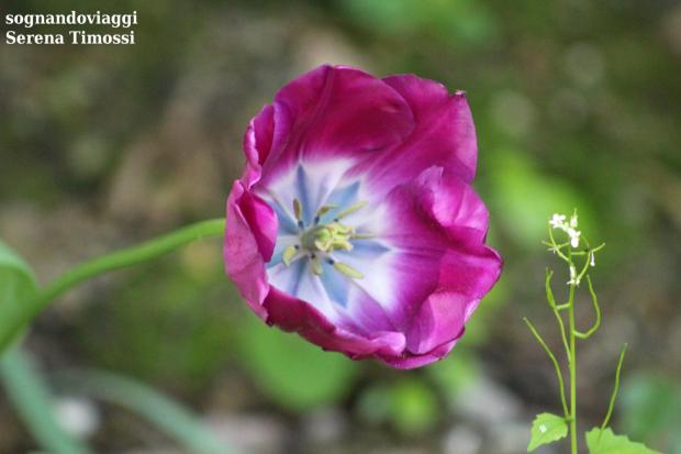 Parco Giardino Sigurtà