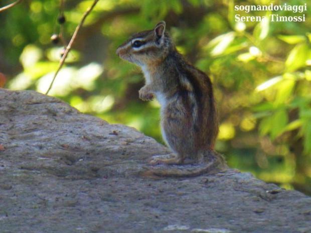 Parco Giardino Sigurtà