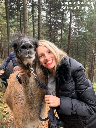 lama alpaca trekking liechtenstein