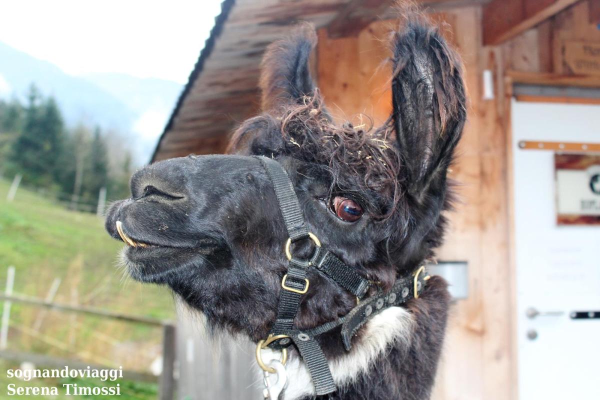 trekking lama liechtenstein