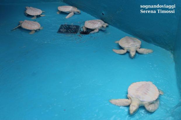 Cayo Largo cosa veder