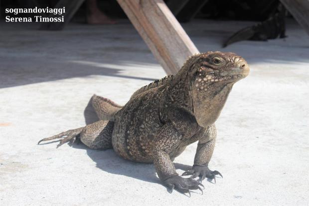 Cayo Rico iguane