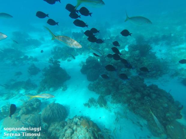 cayo largo snorkeling