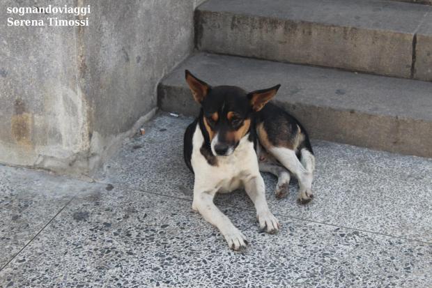 l'avana cani randagi