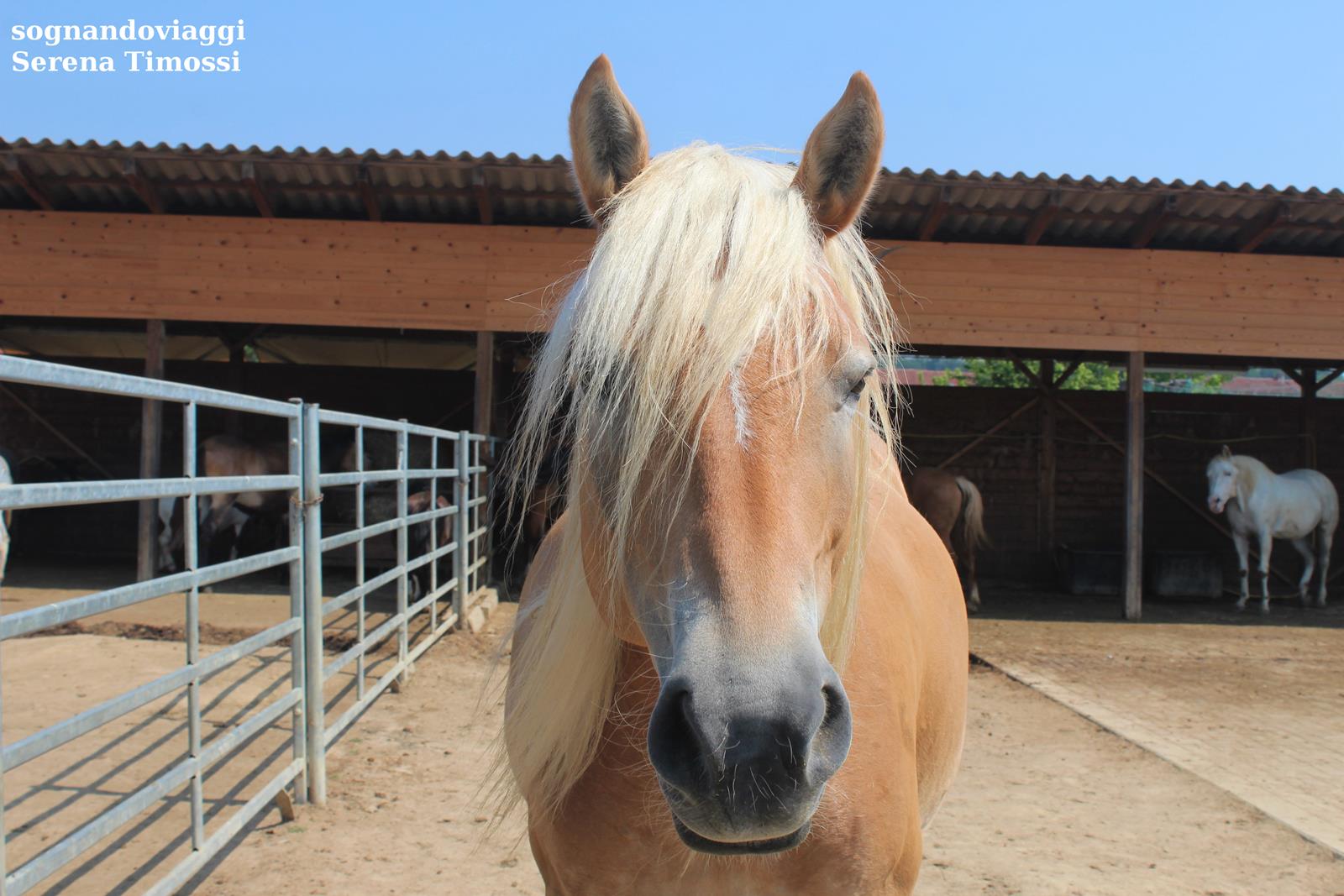 Cavallo Asintrekking