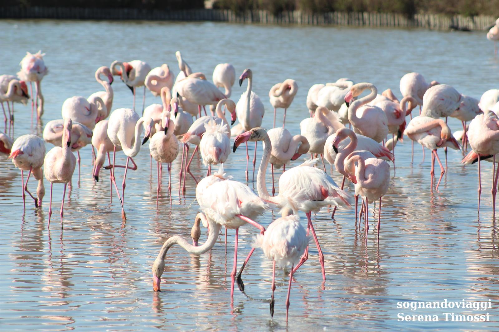 fenicotteri rosa Camargue
