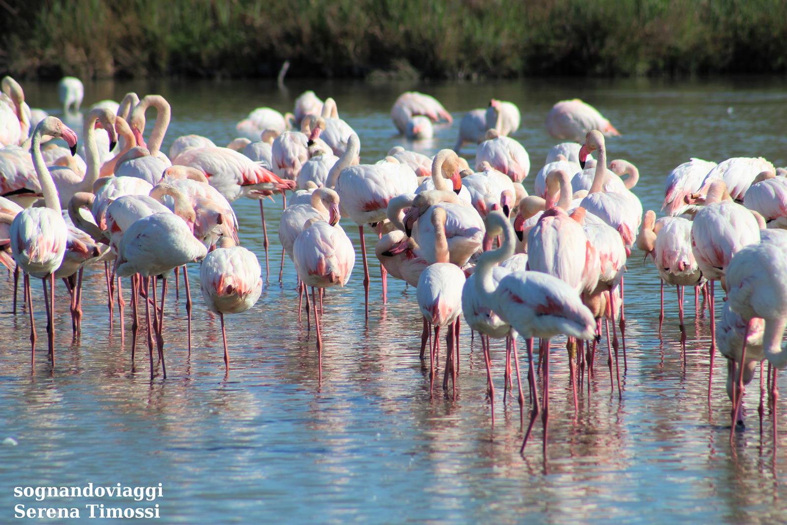Camargue fenicotteri