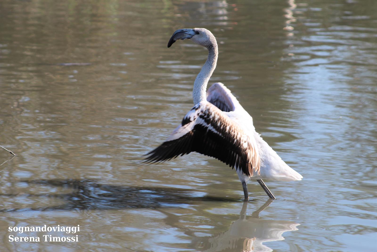 Camargue, Parc Ornithologique Pont de Gau